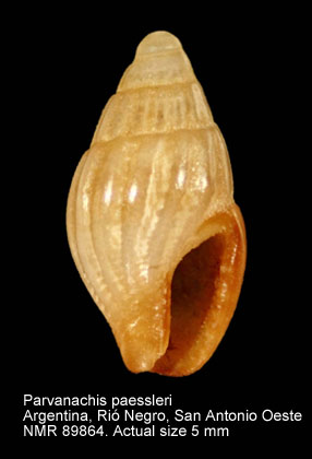 Parvanachis paessleri.jpg - Parvanachis paessleri (Strebel,1905)